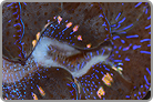 TOP 50 Maxima Clam